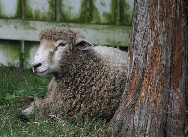 Image d'illustration