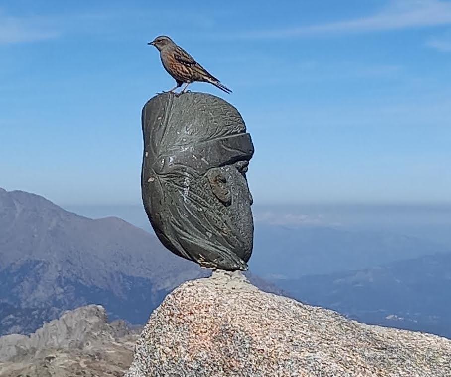 La photo du jour : accenteur alpin au sommet du Renosu