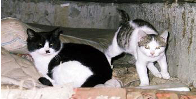 Ajaccio : Une campagne de capture des chats errants du 4 au 20 novembre