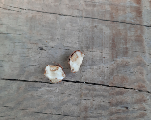 Les noisettes pourrissent