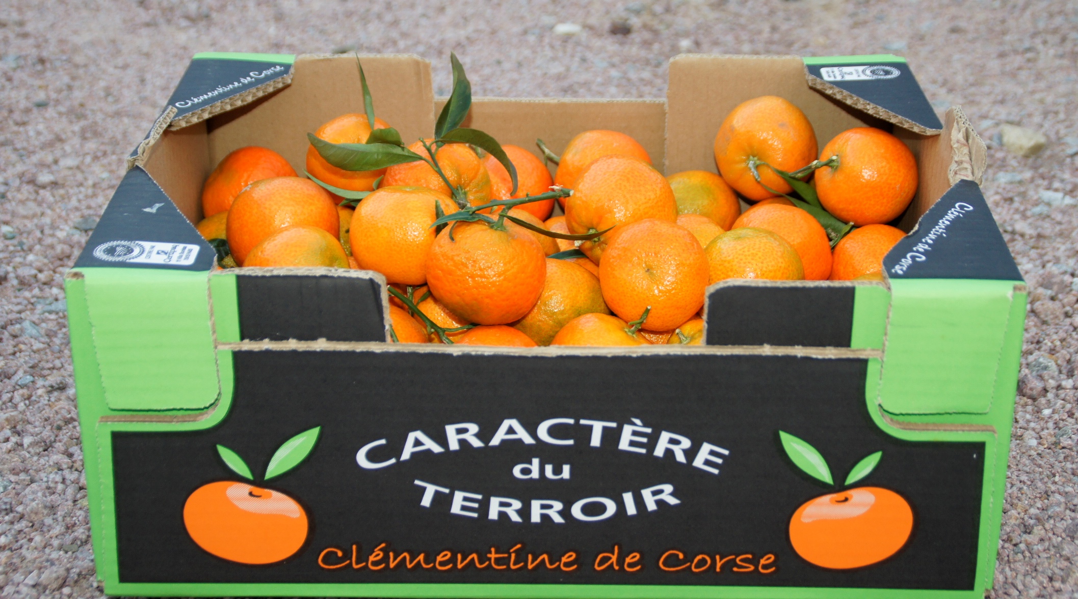 La clémentine corse, une référence de goût et de qualité issus d'un savoir faire identitaire.