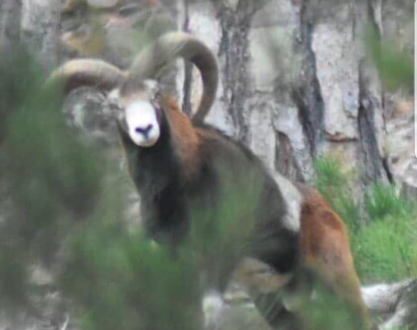 Crédit photo DREAL Corse