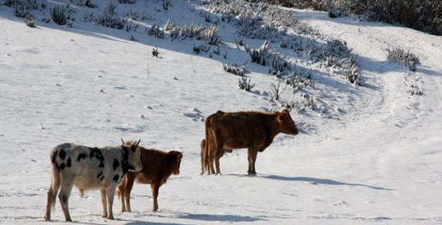 Soccia : Des bovins pris au piège par la neige