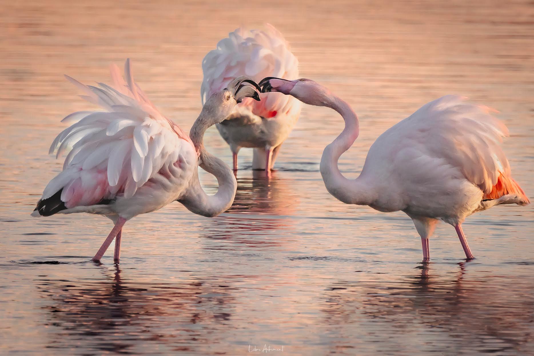La photo du jour : les flamants roses de Porto-Vecchio