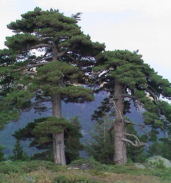 Forêt corse : Les outils pour l’entretenir, la rendre productive, la gérer