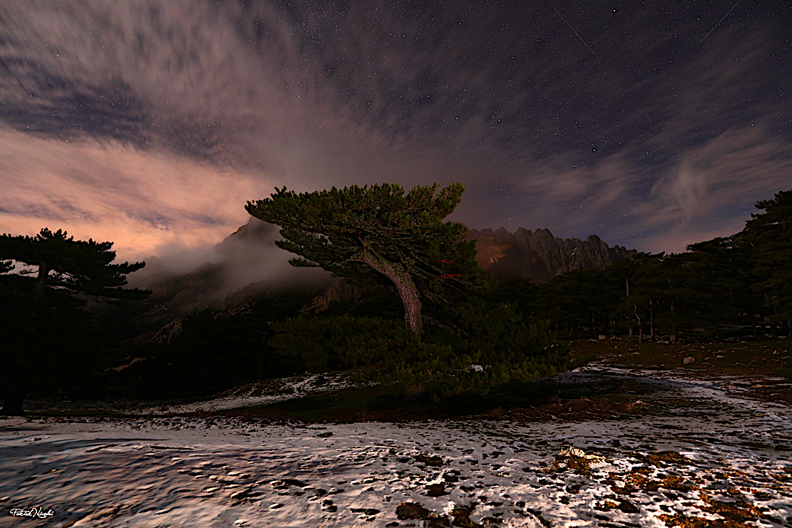 La photo du jour : le grand pin Laricio, doyen du col de Bavella