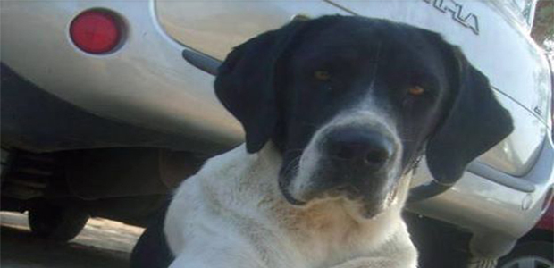 Les articles les plus lus en 2013 sur CNI : Whisky a fait le buzz