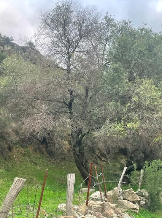 La filière oléicole corse se sent un peu seule face à la Xylella fastidiosa