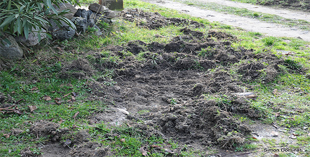 Les sangliers sont de retour : Labourages sans semailles…