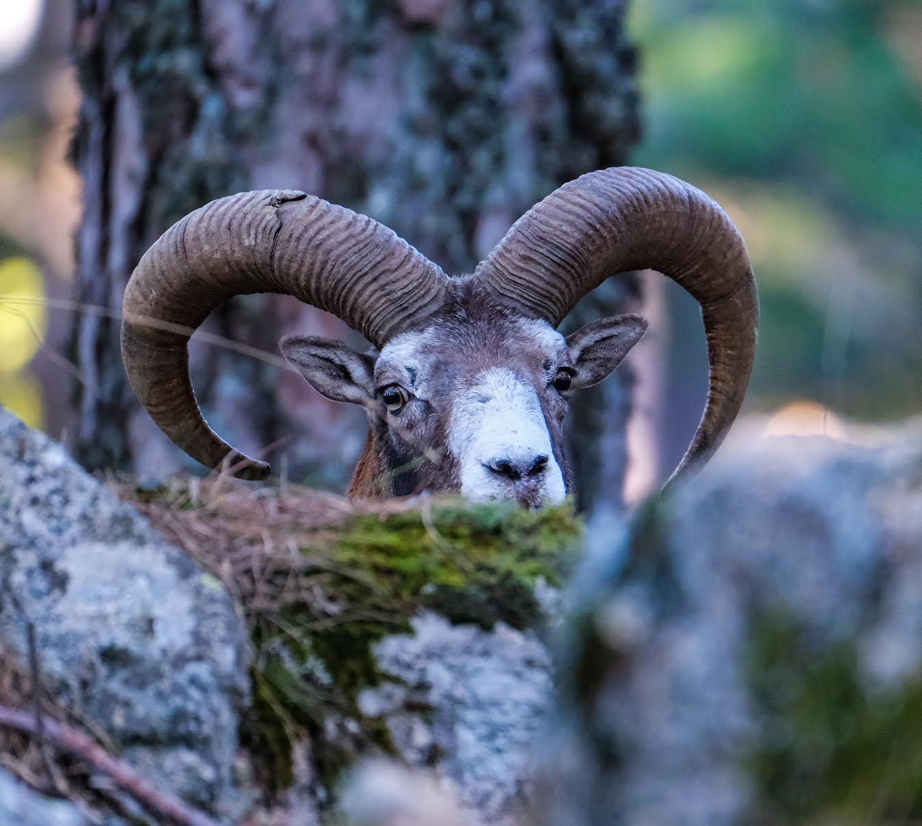 La photo du jour : le  mouflon de Bavella