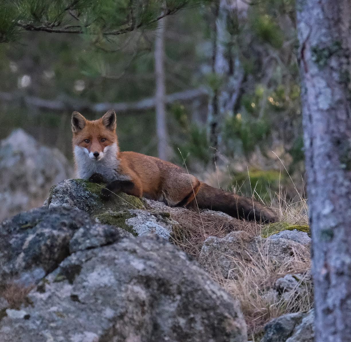 La photo du jour : a volpe di Bavella