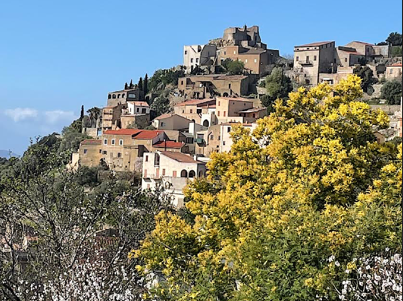 La photo du jour : Notre dame des 7 douleurs à Corbara, entre mimosas et amandiers en fleurs 