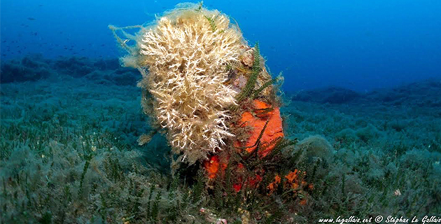 L'image du jour : La grande nacre de Méditerranée
