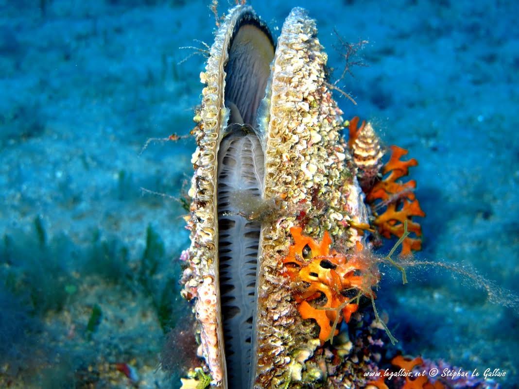 L'image du jour : La grande nacre de Méditerranée