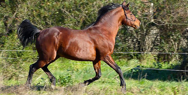 Cavallu Corsu : Approbation et confirmation à Casatorra