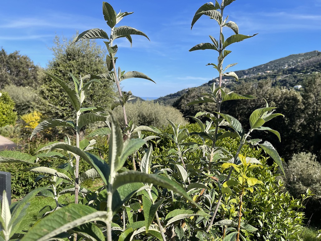La météo du vendredi 25 mars 2022 en Corse