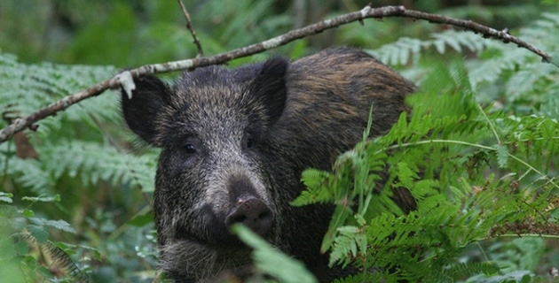 Corse : Une étude sérologique contre la peste porcine africaine