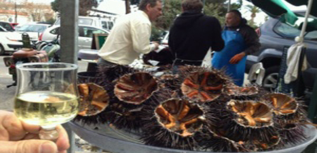 L'oursin : Délicieux mais sa pêvhe de loisir est règlementée