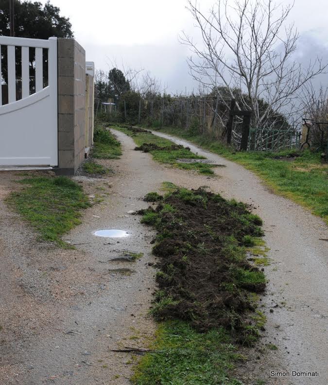 Les sangliers en remettent une couche