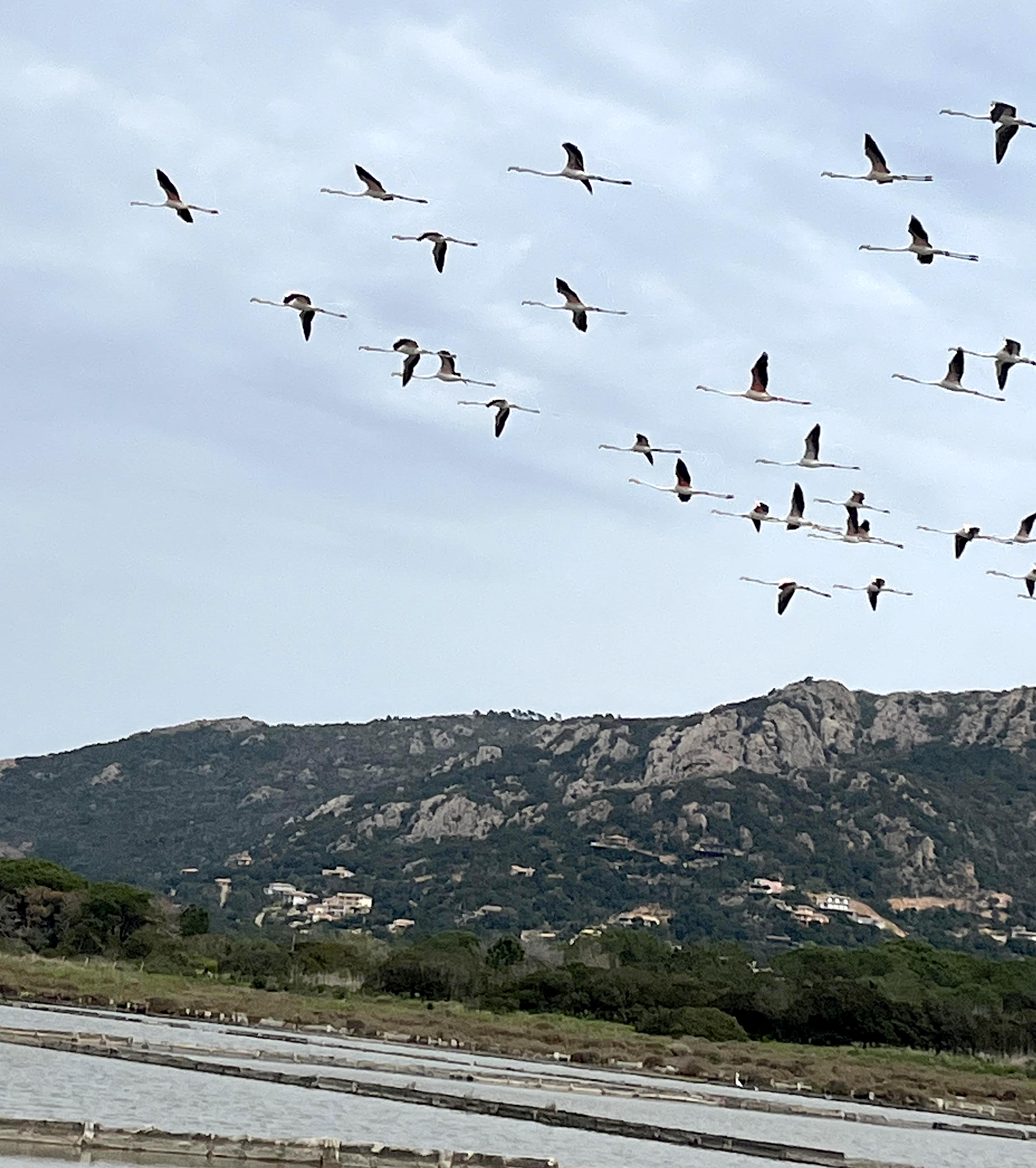 La photo du jour : le vol majestueux des flamants roses au-dessus de Porto-Vecchio