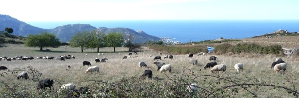 Des voitures à la place des brebis? (Photo U Levante)