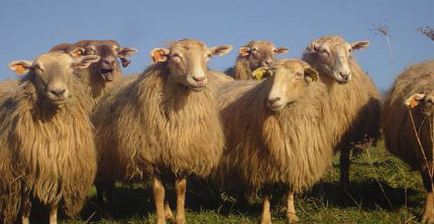 Fièvre catarrhale : Les lenteurs des indemnisations dénoncées par la profession