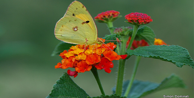 Papillons de nos jardins et de nos chemins