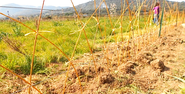 Plantation d'une haie d'osier tressé à Lozari