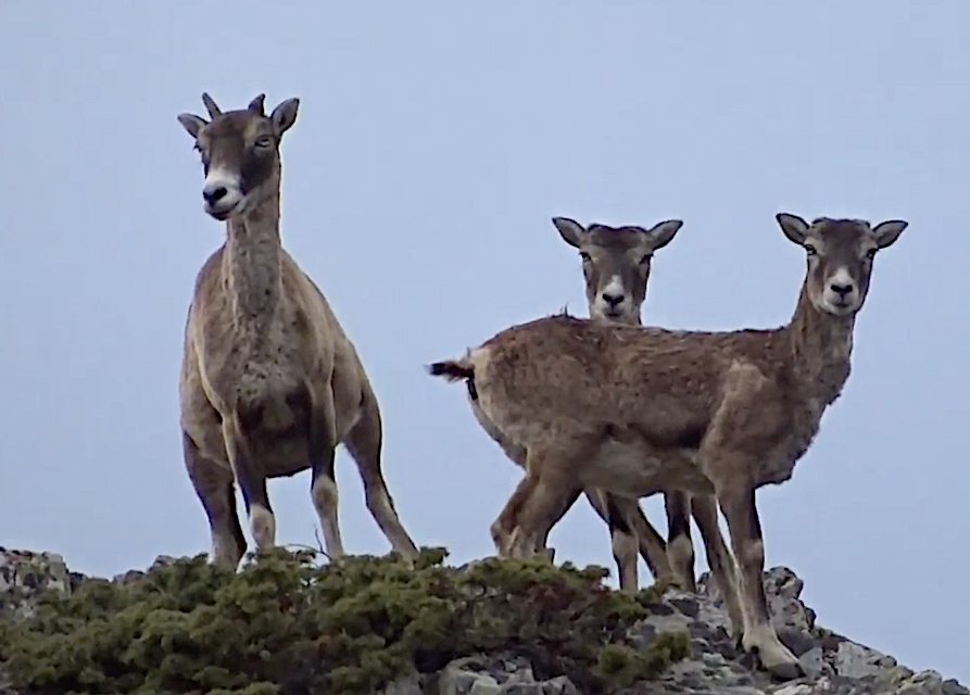 VIDEO - Les mouflons de Bonifatu