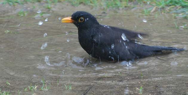 Les facéties du merle de Levie