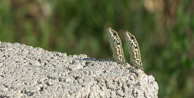 Corse-du-Sud : Le mystère des lézards inséparables élucidé. Ils sont jumeaux !