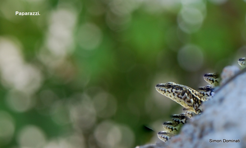 Corse-du-Sud : Ils n’ont pas supporté tout ce tapage