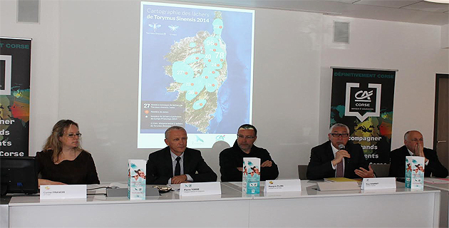 Châtaigneraie : 470 lâchers de Torymus pour lutter contre le le Cynips !