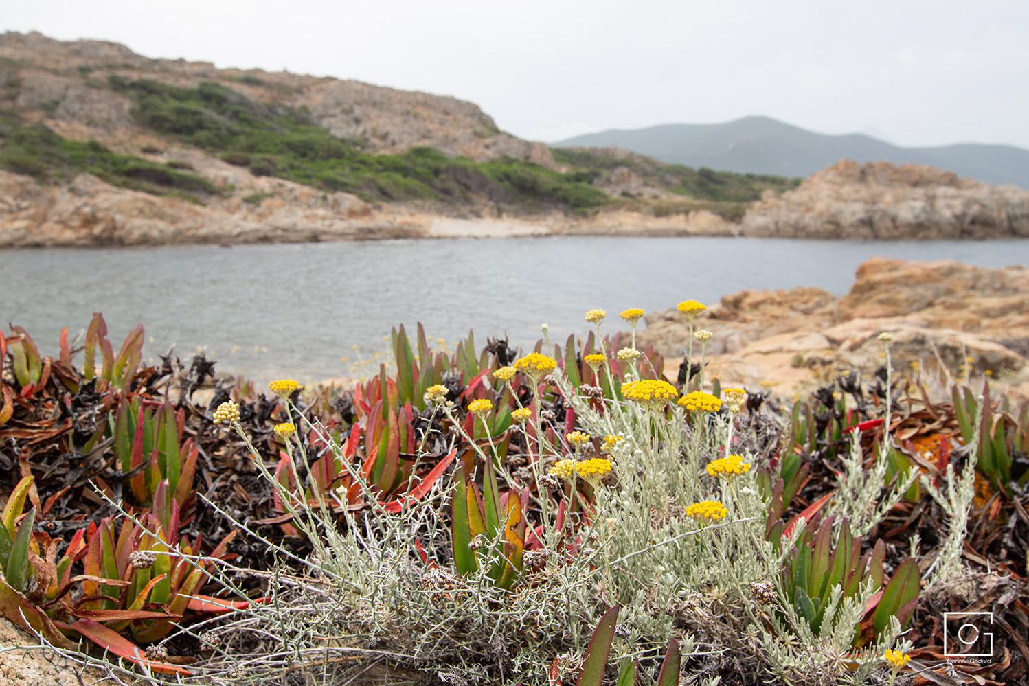 La photo du jour : l'immortelle de l'Ostriconi
