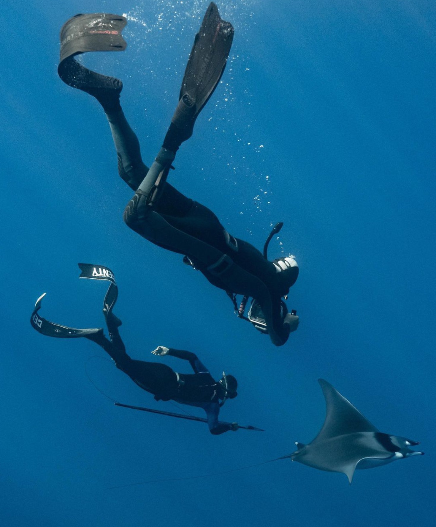 La raie Diable de mer (photo Sébastien Bario)