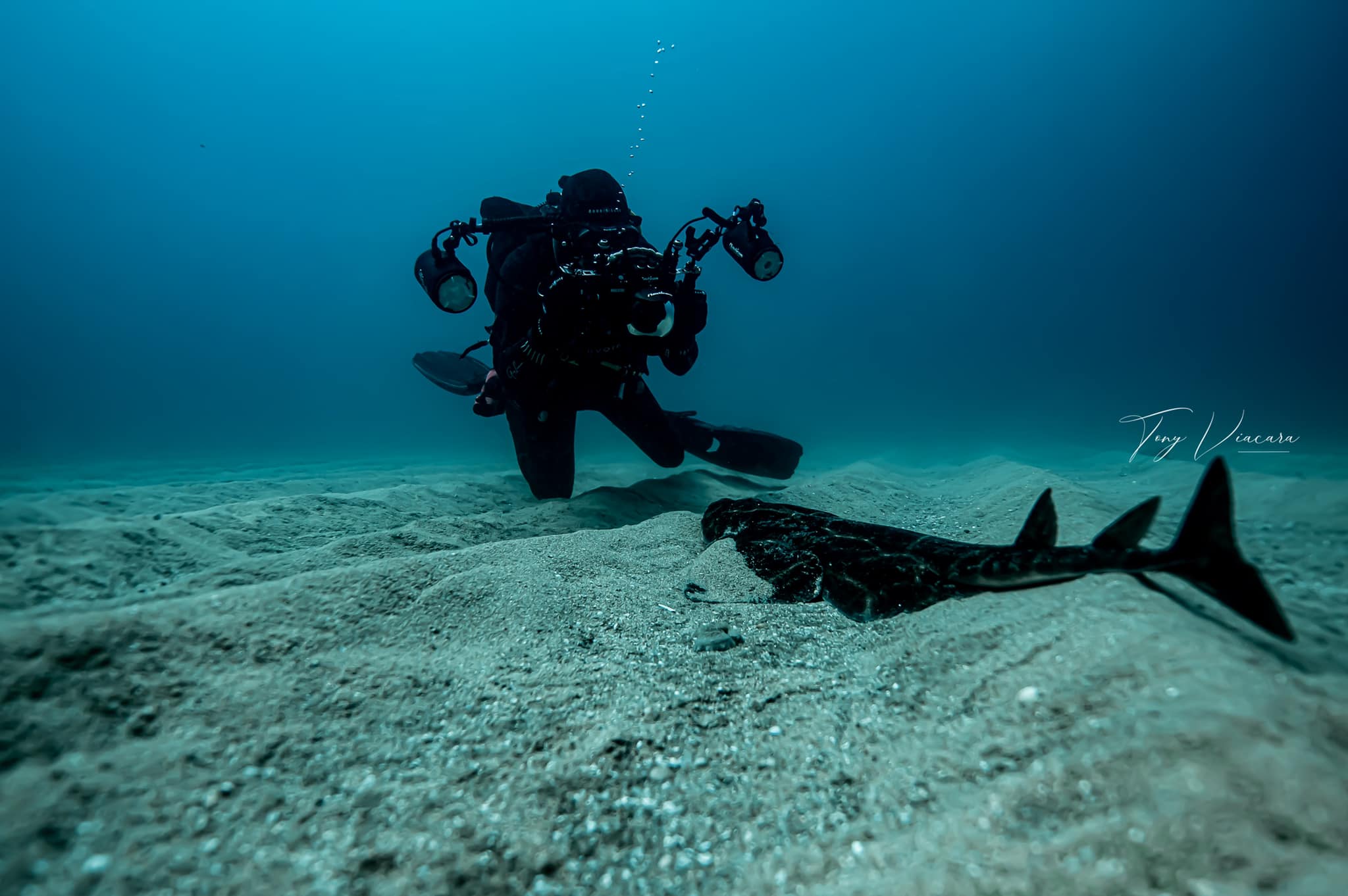 Tony Viacara, plongeur, photographe et fervent défenseur de la biodiversité en Corse et plus généralement dans le monde.