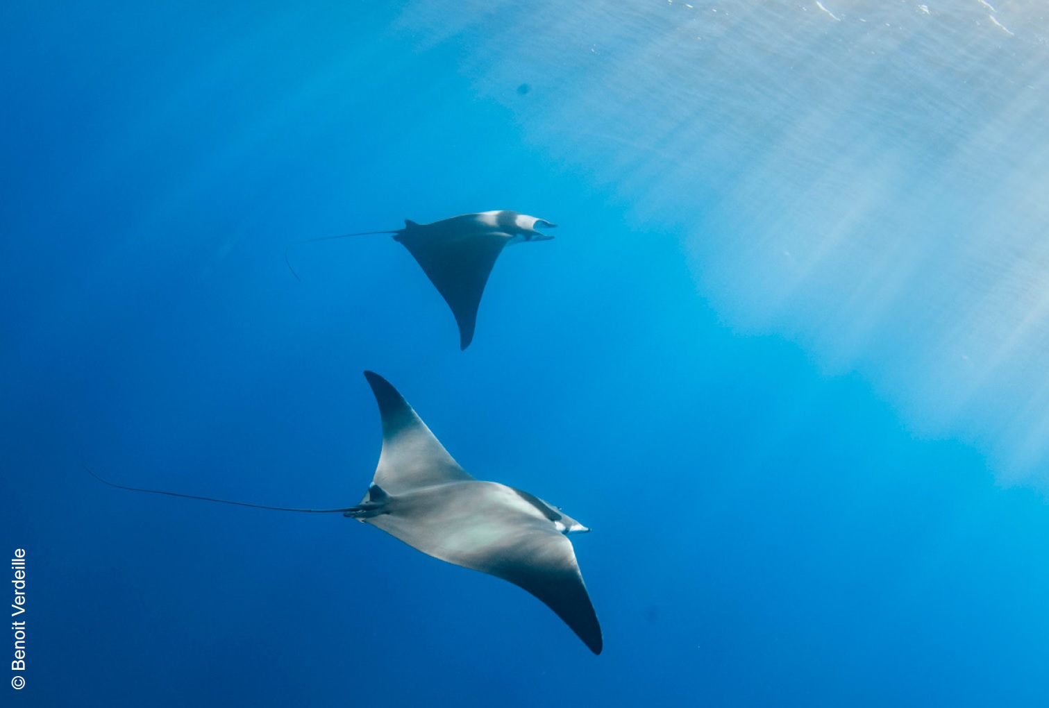 L'étude du Diable de mer débute ce samedi à Ajaccio