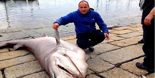 Ce spécimen impressionnant de 3 mètres de long a été remonté, mardi matin, des filets de Xavier d'Orazio. (Photo : Xavier d'Orazio - DR)