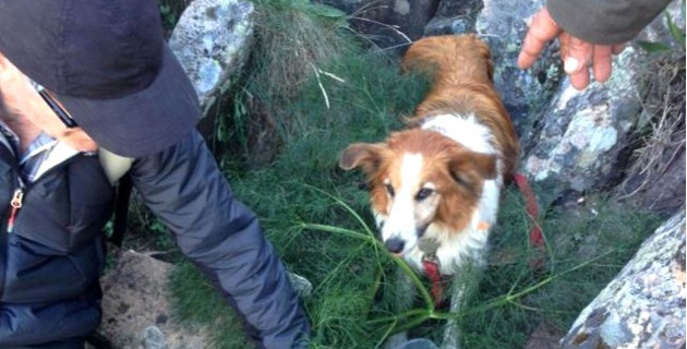 Mobilisation sur les hauteurs de Calvi pour sauver Daisy, une petite chienne tombée dans une crevasse