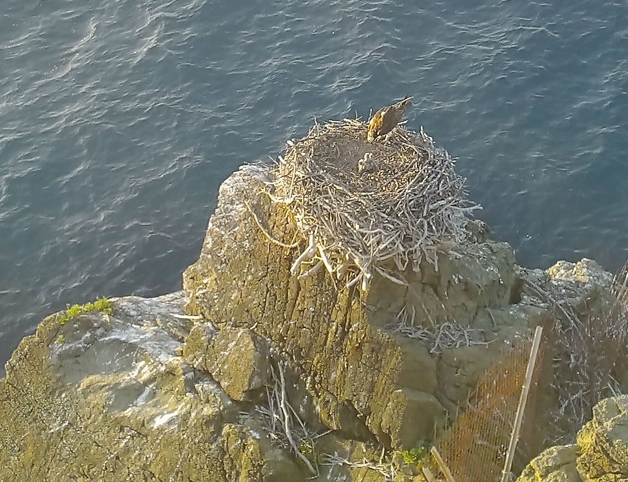 Un des parents nourrit les jeunes balbuzards pêcheurs qui ne sont pas encore en âge de s'envoler. Crédits Photo : OFB