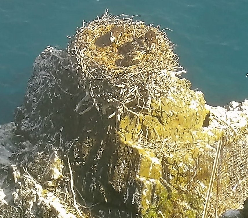 Après avoir grandi, ils peuvent s'envoler et devenir plus autonomes. Cela marque le succès de la reproduction dans un nid. Crédits Photo : OFB