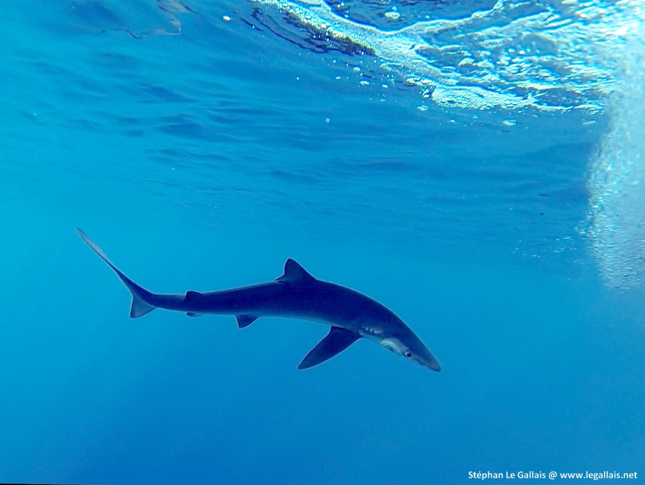 Les requins à peau bleue font partie des espèces les plus présentes autour de la Corse. Crédits Photo : Stéphan Le Gallais