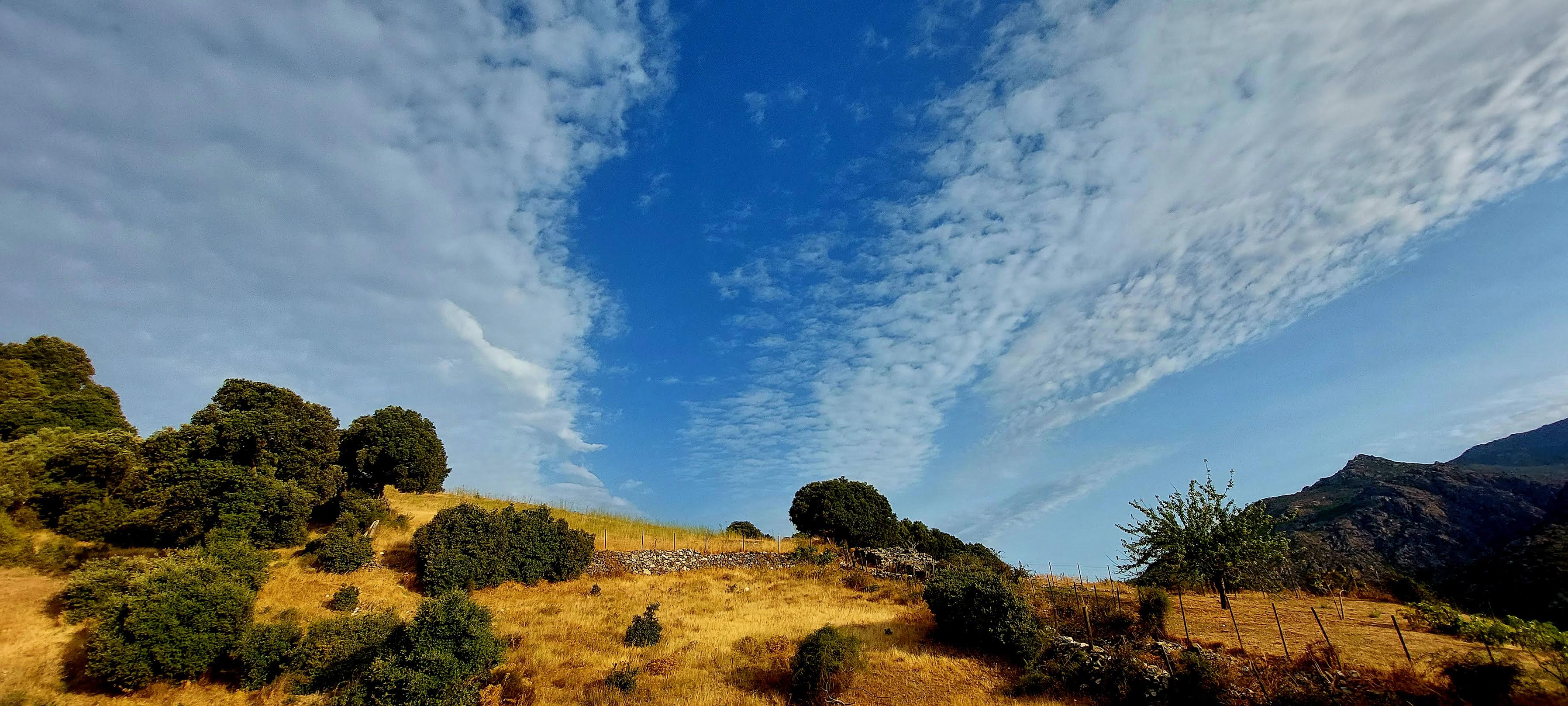 Rughjone petralbincu (Françoise Geronimi)