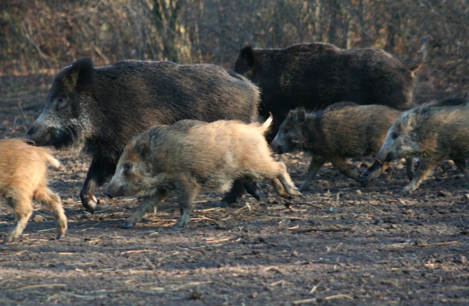 Les sangliers s'aventurent toujours plus dans les exploitations agricoles et au cœur des villes. Photo d'illustration