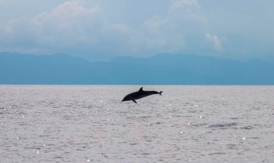La photo du jour : les dauphins de Macinaggio