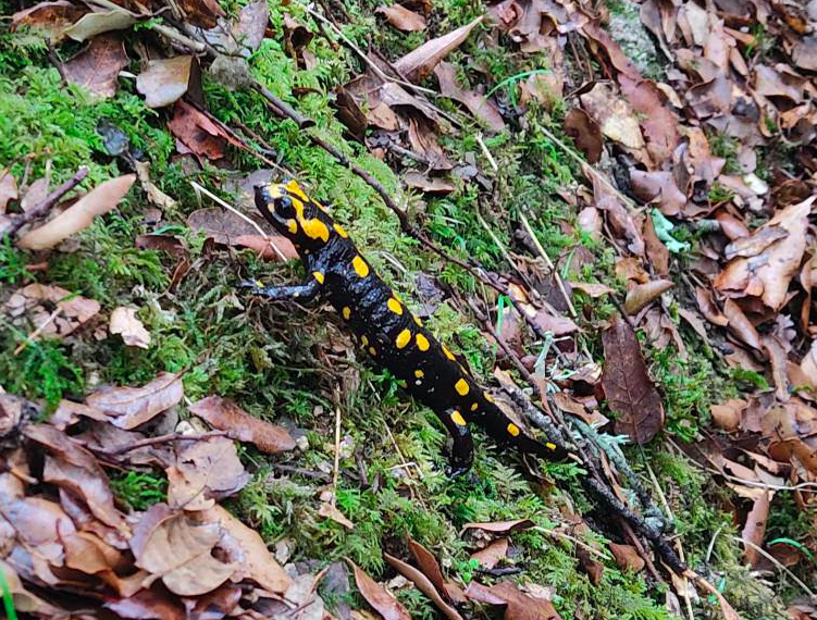 La photo du jour : la salamandre de Cucuruzzu