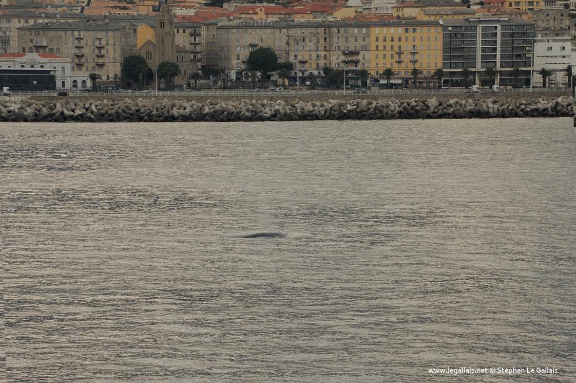 Une baleine traverse la passe du port de Bastia