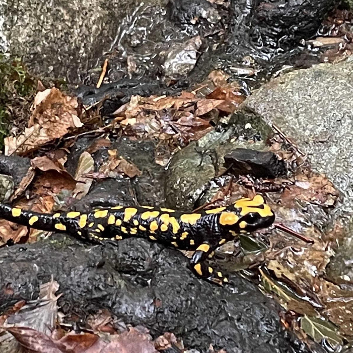 La photo du jour : la salamandre tachetée de la cascade des Anglais