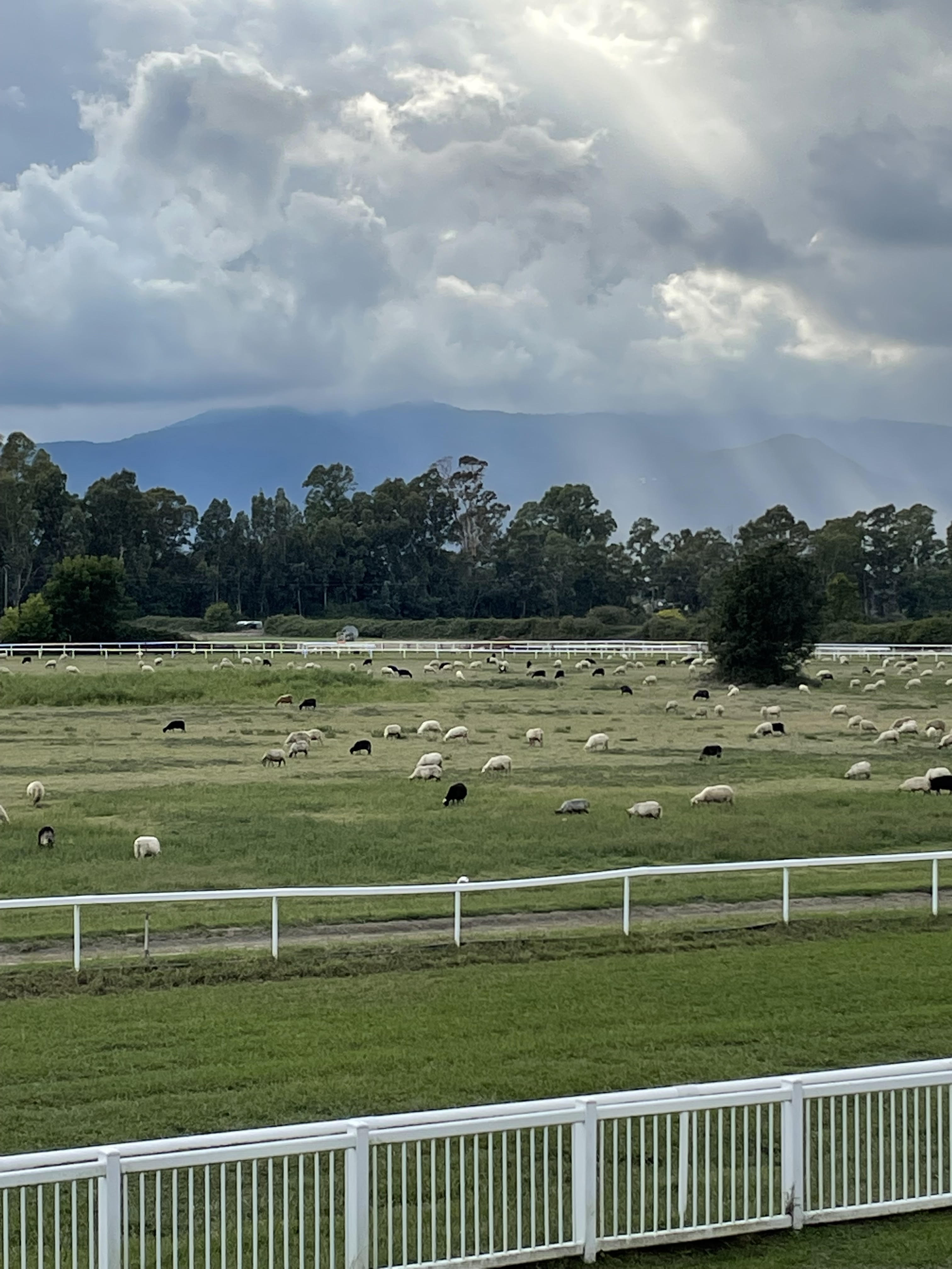 La photo du jour : les moutons de Calzarellu