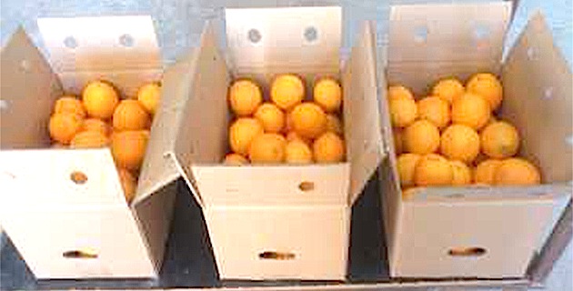 Fruits et légumes d'Espagne et d'Italie : La FDSEA de Corse dénonce "les grandes et moyennes surfaces et certains grossistes"